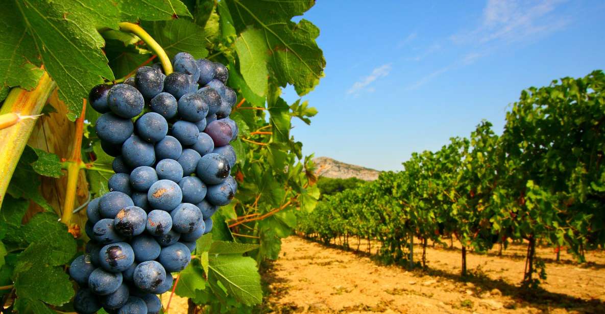 From Avignon: Half-Day Great Vineyards Tour - Tour Description