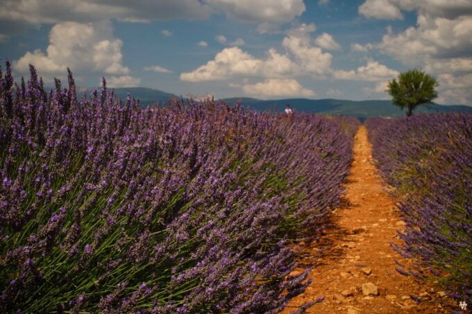 From Avignon: Lavender & Luberon Villages - Colorful Streets of Roussillon