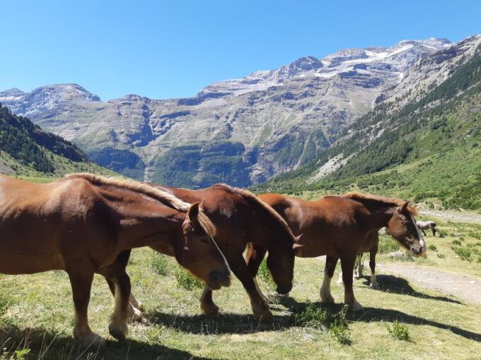 From Barcelona: Pyrenees Private Tour, Hike, and Cog Train - Full Description of the Experience