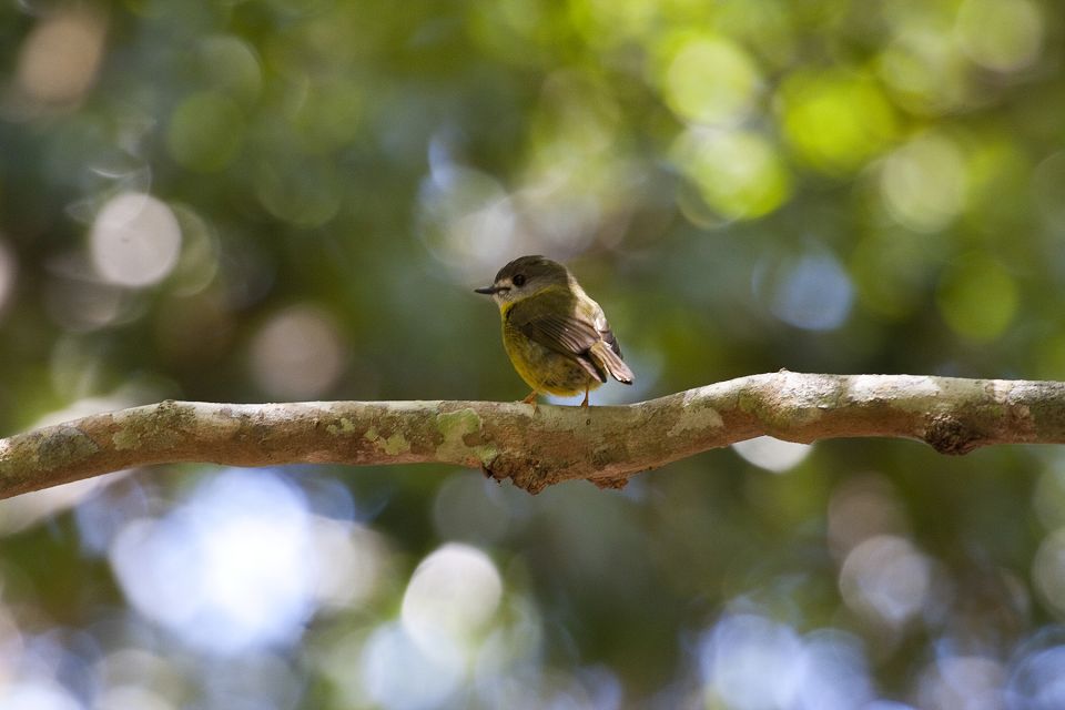 From Brisbane: Maiala Rainforest Private Tour - Description