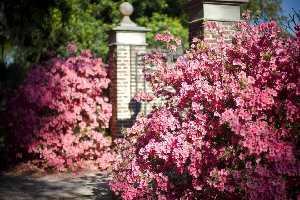 From Charleston: Boone Hall Plantation Entry With Transfers - Review Summary