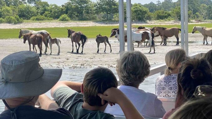 From Chincoteague Island: Assateague Island Boat Tour - Tour Description