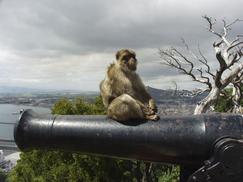 From Costa Del Sol: Day Trip to Gibraltar With Guided Tour - Full Description of the Activity