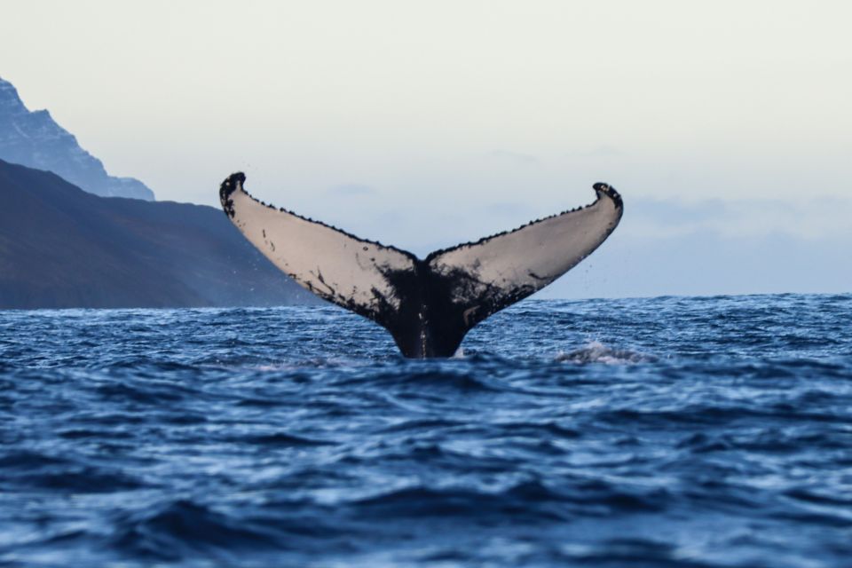 From Dalvik: Arctic Whale Watching in Northern Iceland - Inclusions and Logistics
