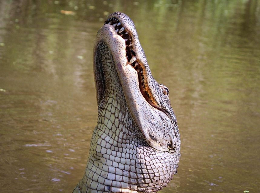From Darwin: Litchfield Park Tour & Jumping Crocodile Cruise - Full Tour Description