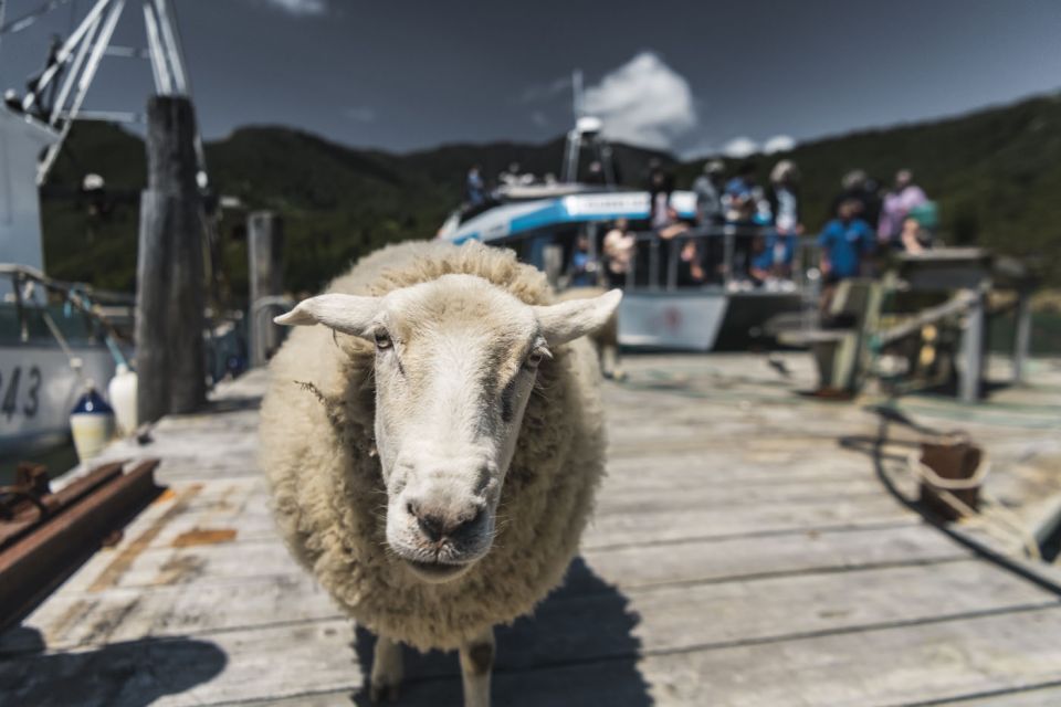 From Havelock: Marlborough Sounds Mail Boat Full-Day Cruise - Full Description