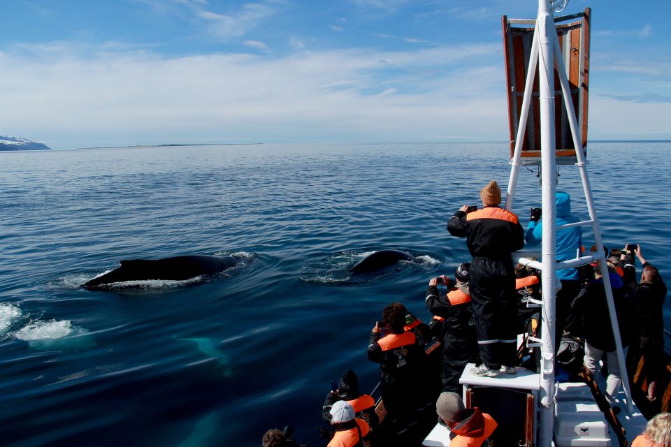 From Húsavík: Traditional Whale Watching Tour - Full Description of the Tour