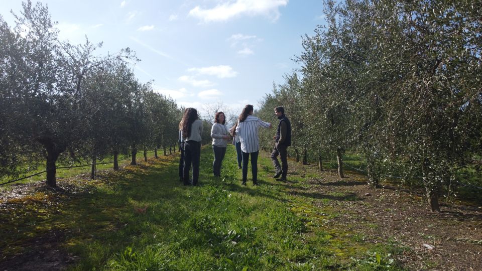 From La Rioja: Tour Olive Groves and Mill With Tasting - Inclusions