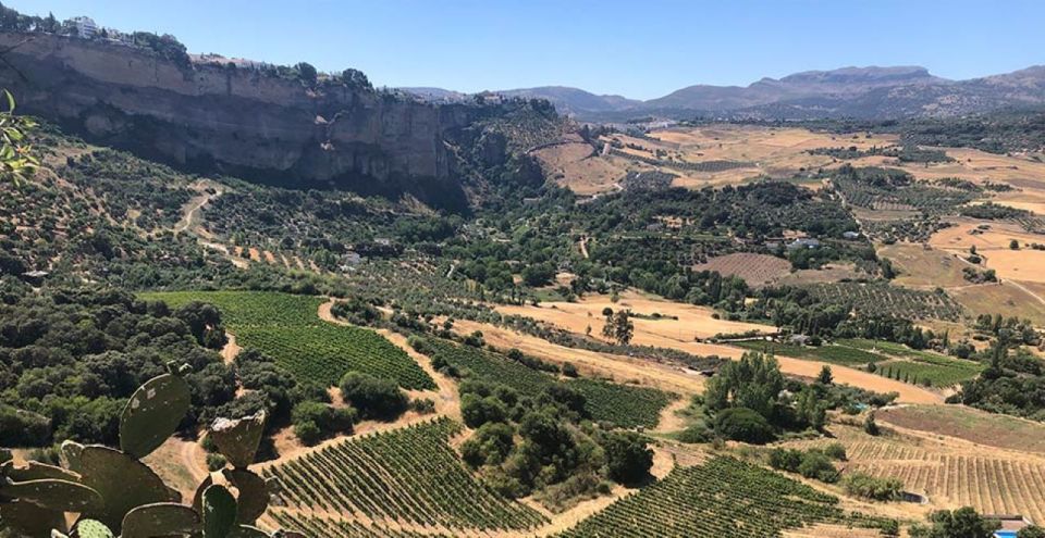 From Marbella: The Classic Ronda Wine Experience Day Tour - Full Description