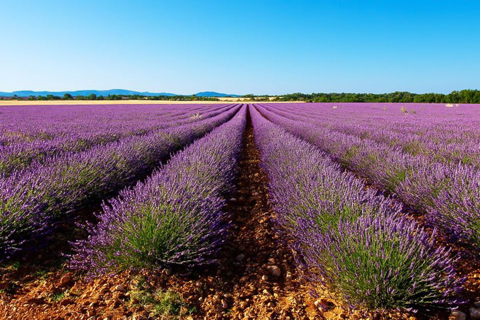 From Marseille: Lavender Full-Day Valensole - Detailed Itinerary