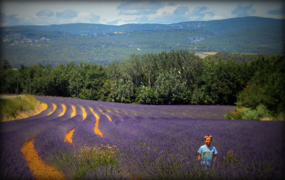 From Marseille: Valensole Lavenders Tour From Cruise Port - Cancellation and Booking Policy