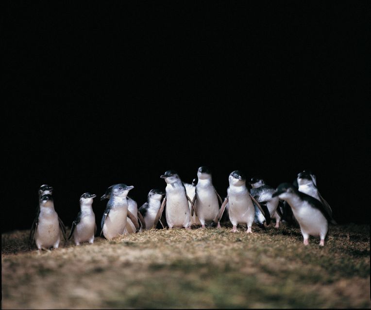 From Melbourne: Phillip Island and Penguin Parade Day Tour - Testimonial