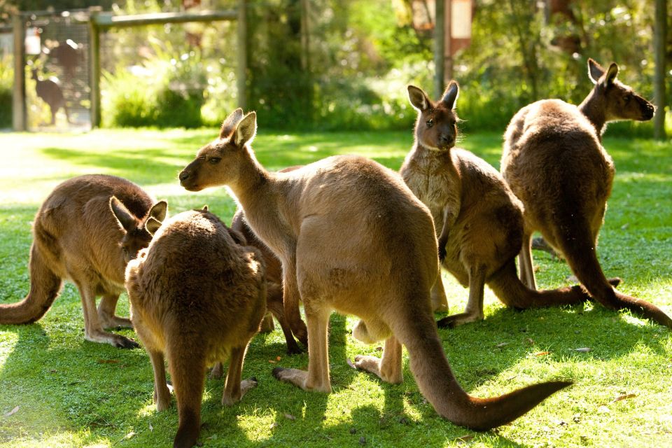 From Melbourne: Yarra Valley Wildlife & Wine Day Tour - Customer Reviews