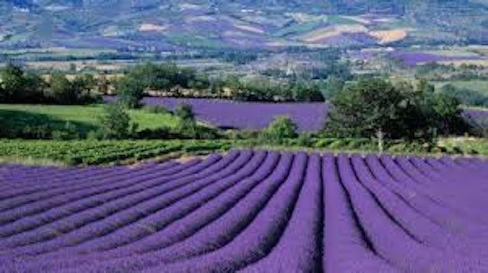 From Nice: Full-Day Provence and Lavender Tour - Review Summary