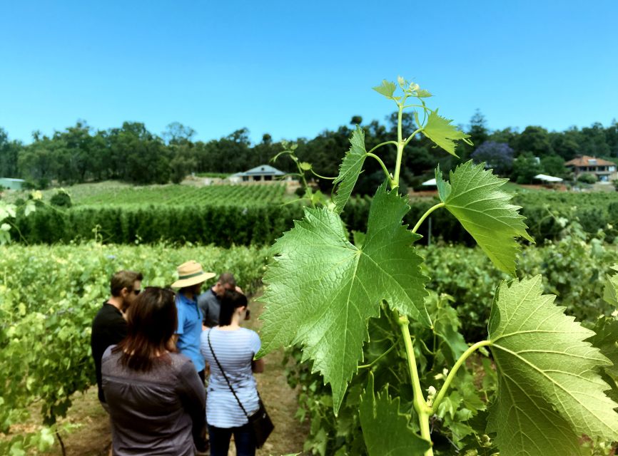 From Perth: Cider, Wine & Whiskey Tour With Lunch & Tastings - Duration and Group Size