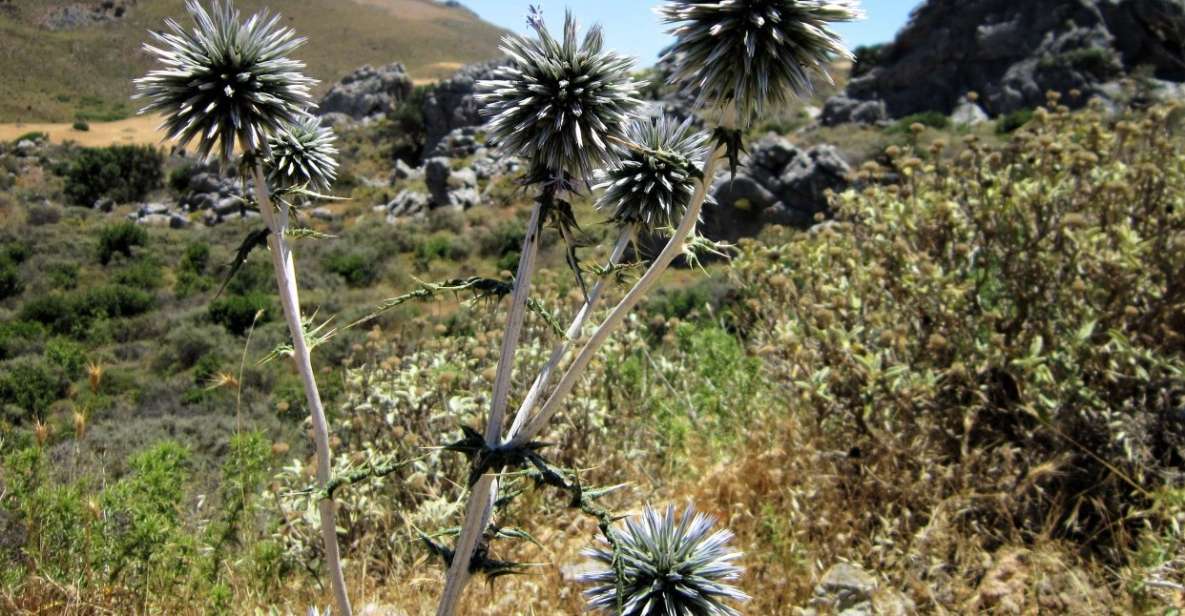 From Rethymno: Preveli Palm Forest Hike and Beach Day Trip - Swimming in the Libyan Sea