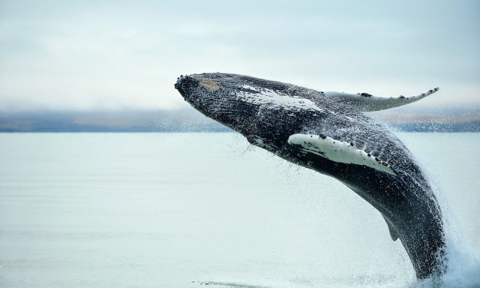 From Reykjavik: Full Day Whale Watching & Golden Circle Tour - Inclusions