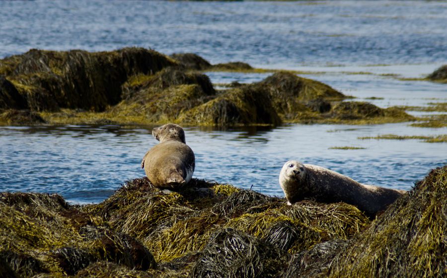 From Reykjavik: Snaefellsnes National Park - Small Group - Pickup and Transportation