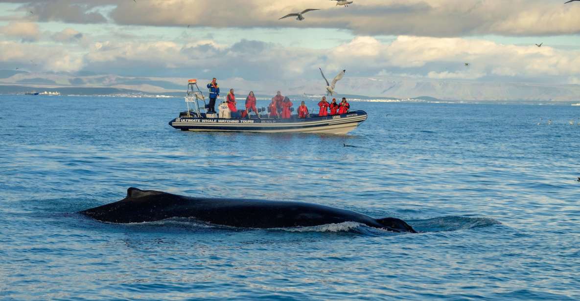 From Reykjavik: Whale and Puffin Watching RIB Boat Tour - Experience Insights