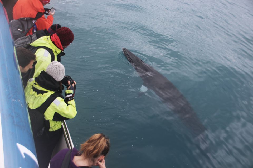 From Reykjavik: Whale Watching Tour by Fast Catamaran - Booking and Cancellation Policy