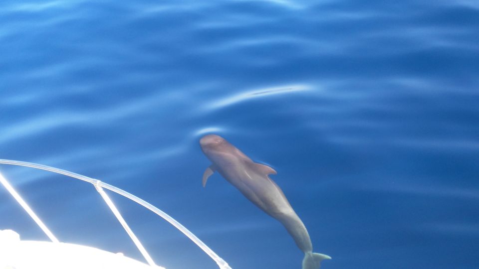 From San Juan Beach : Marine Life Cruise - Activity Highlights