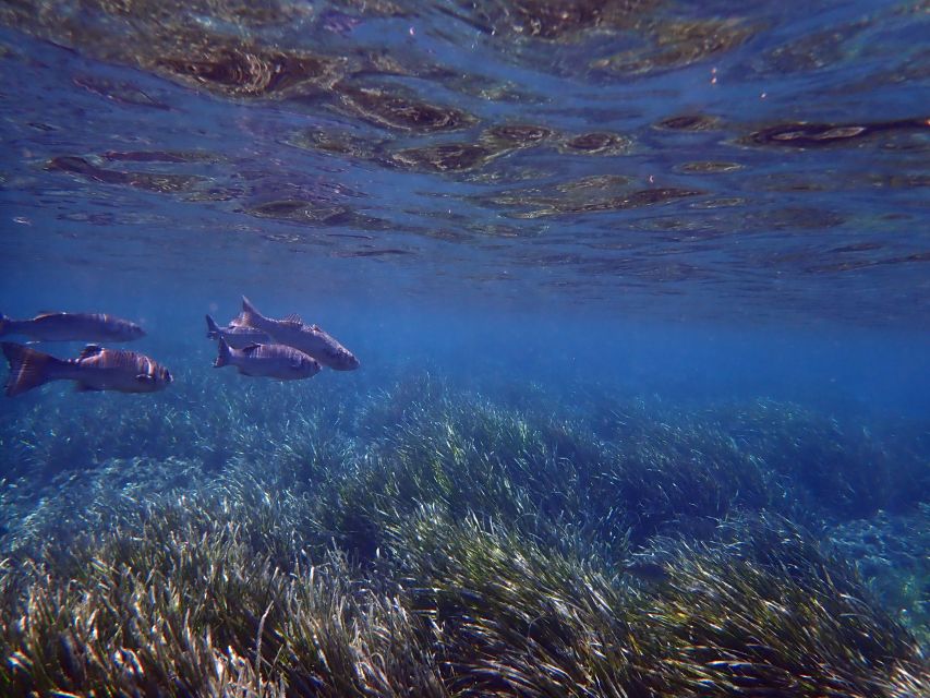 From Santa Pola: Snorkel Trip in Tabarca Island - Booking Information