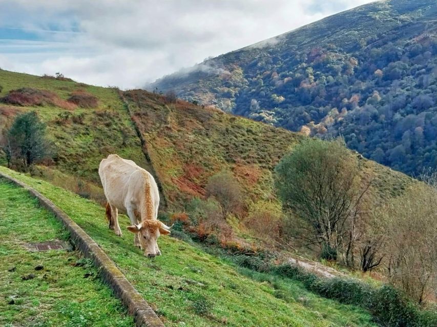 From Santander or Torrelavega: Soplao Cave Excursion - Full Excursion Description