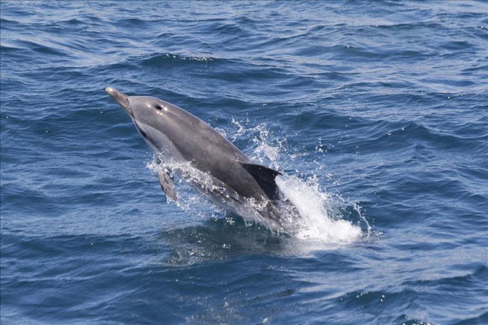 From Seville: Gibraltar Dolphins Watching Day Trip - Key Inclusions