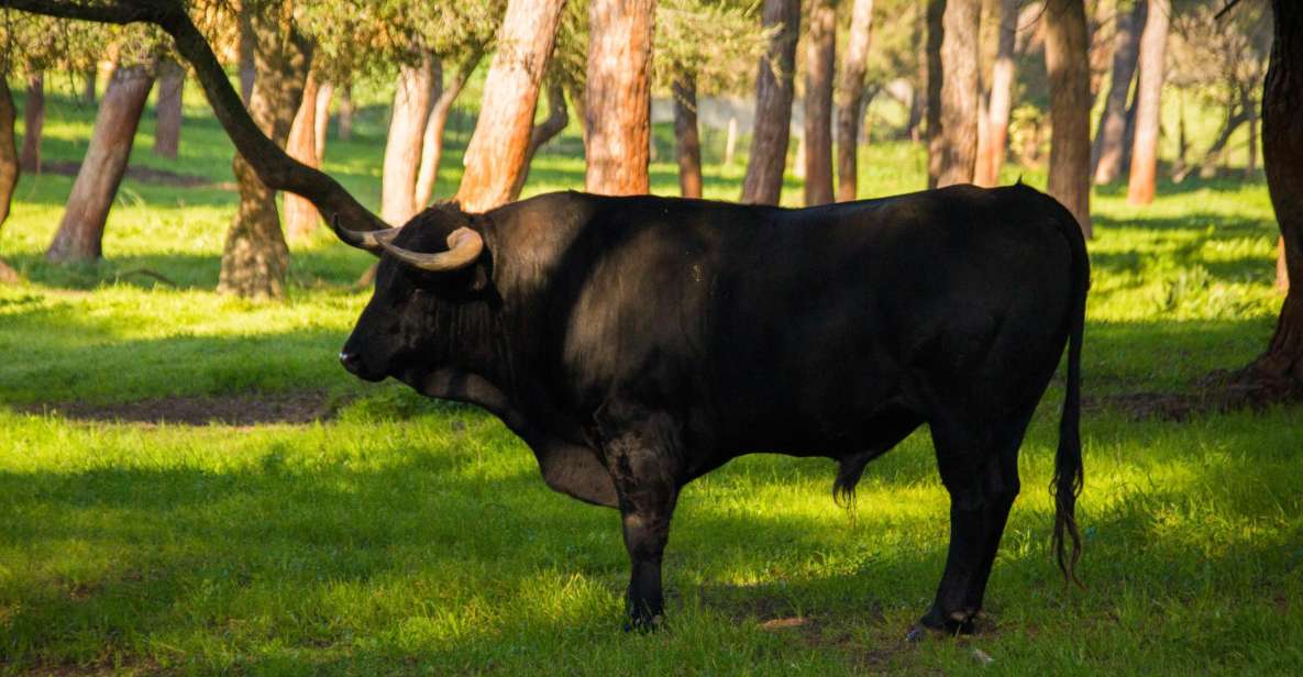 From Seville: Half-Day Bull Breeding Farm Tour - Tour Highlights