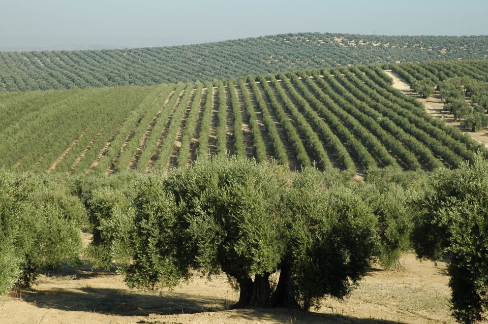 From Seville: Olive Oil Farm Tour - Tour Highlights