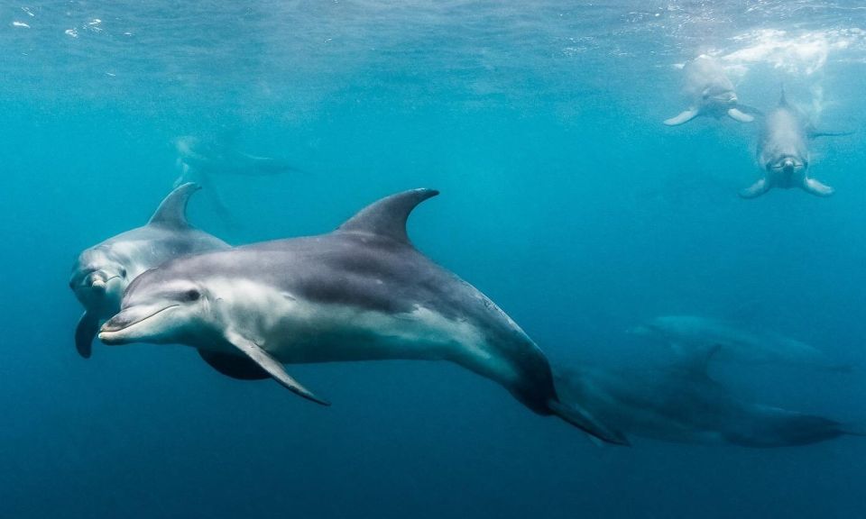 From Sorrento: Half-Day Cruise With Dolphins & Seals Snorkel - Itinerary