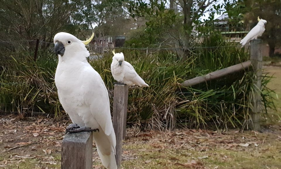 From Sydney: Sea Cliff Bridge, Beaches, and Farmlands Tour - Experience Highlights