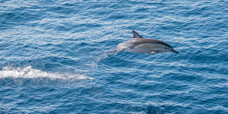 From Tauranga: Half-Day Swimming With Dolphins Tour - Review Summary and Customer Ratings