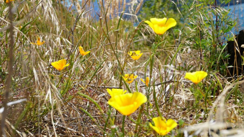 From Wanaka: Ruby Island 1-Hour Cruise and Photo Walk - Customer Reviews