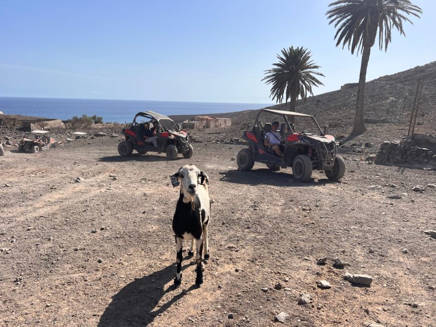 Fuerteventura : Buggy Tour in the South of the Island - Experience Highlights