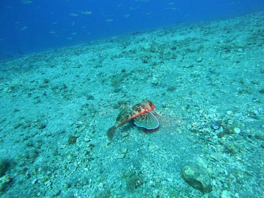 Fuerteventura: Guided Snorkeling in La Lajita With Pickup - Highlights and Inclusions