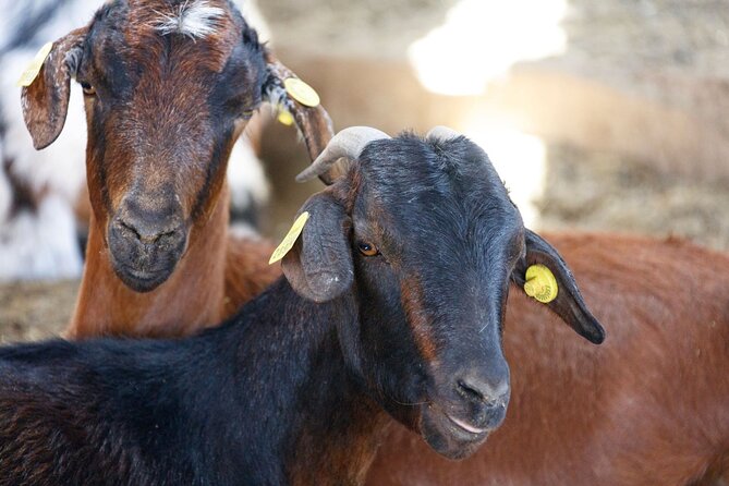 Fuerteventura Villages Caves and Farm Tour With Lunch From South - Farm Visit