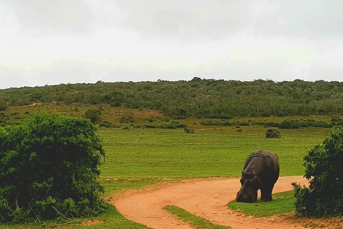 Full Day Addo and Schotia Private Game Reserve Safari - Booking Information and Pricing