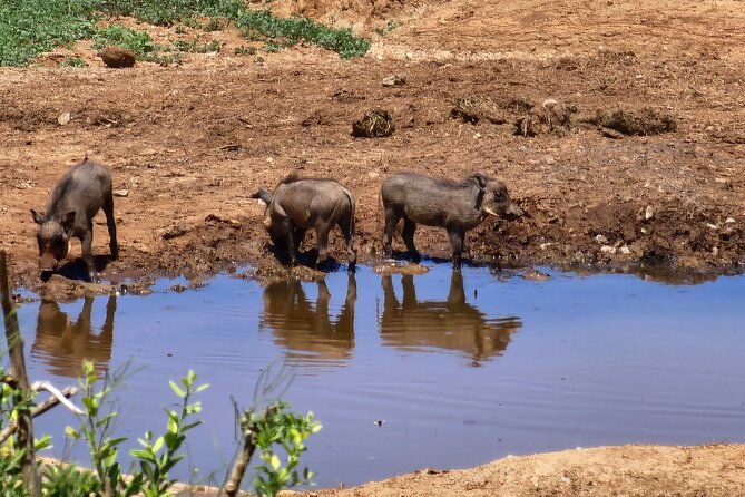 Full Day Addo Park Tours and Safari in South Africa - Expert Guides