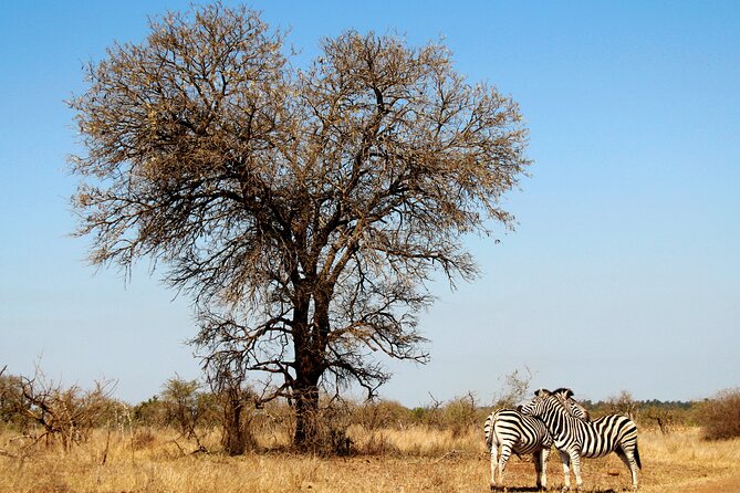 Full Day Big 5 Game Safari in Kruger National Park From Hazyview - Lunch at a Game Lodge