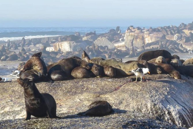 FULL Day Cape of Good Hope and Boulders Penguin Colony - Pricing Information