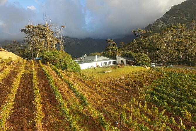 Full-Day Constantia Wine Tour From Cape Town - Meeting and Pickup Information