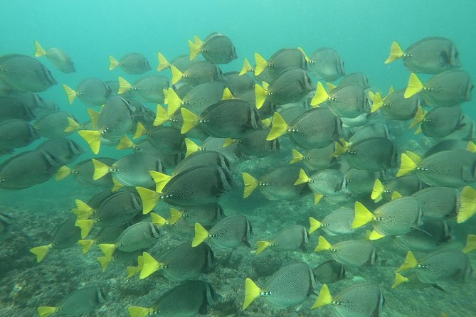 Full-Day Experience in Banderas Bay - Tour Guides and Recommendations