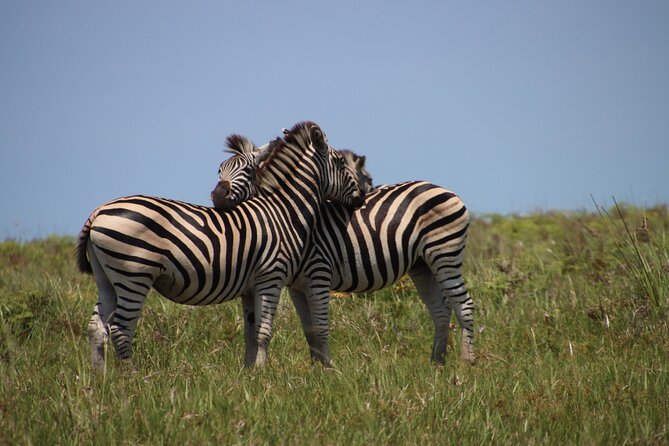 Full-Day Family Hluhluwe Imfolozi Park Safari Experience - Safety Measures and Guidelines