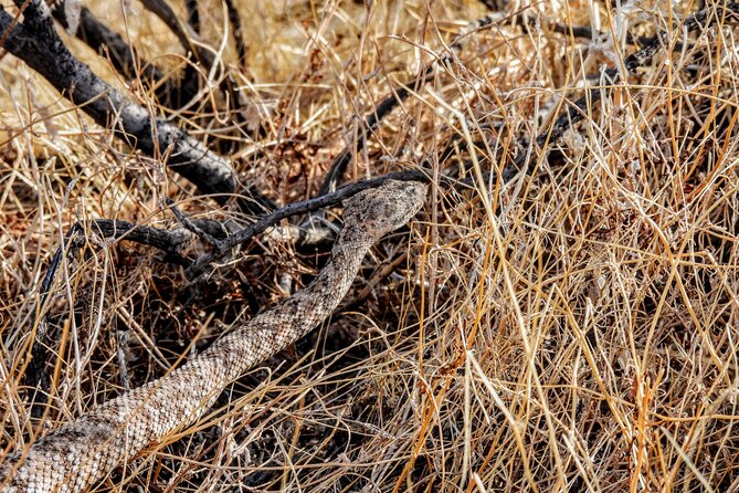 Full Day Hike in Joshua Tree National Park - Booking Information