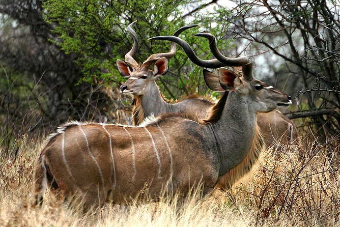 Full Day Isimangaliso Wetlands & Boat Cruise Tour From Durban - Boat Cruise Experience