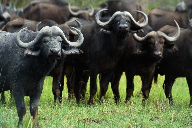 Full Day Isimangaliso Wetlands - World Heritage Site From Durban - Exclusions