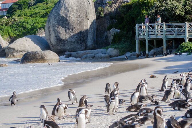 Full Day Peninsula Cape Point, Seals, Houtbay, Chapmans Peak, Penguins - Seal Watching Adventure