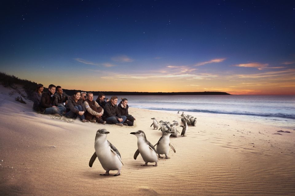 Full-Day Private Australian Wildlife Tour of Phillip Island - Tour Highlights and Experience