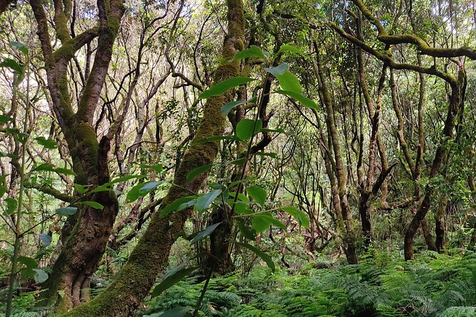 Full-Day Self Guided Hike in Caldeirão Verde Levada - Safety Tips for Solo Hikers